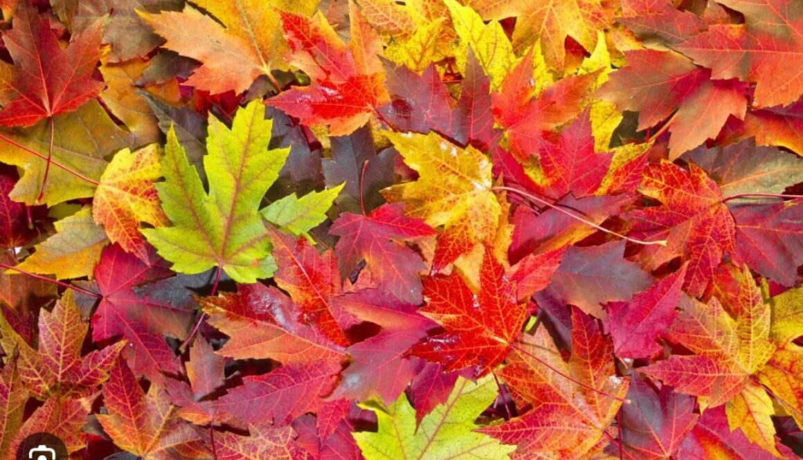 Cursor_and_autumn_-_Google_Search