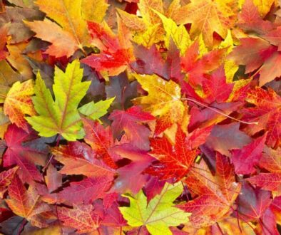 Cursor_and_autumn_-_Google_Search
