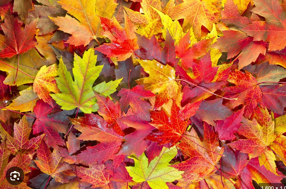 Cursor_and_autumn_-_Google_Search